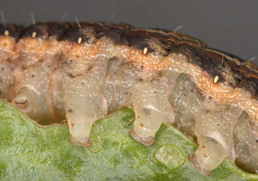 Image of Large Yellow Underwing