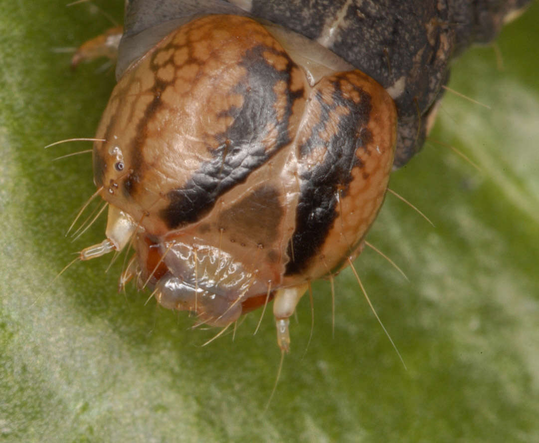 Image of Large Yellow Underwing