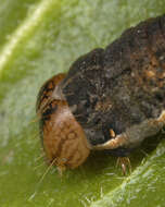 Image of Large Yellow Underwing