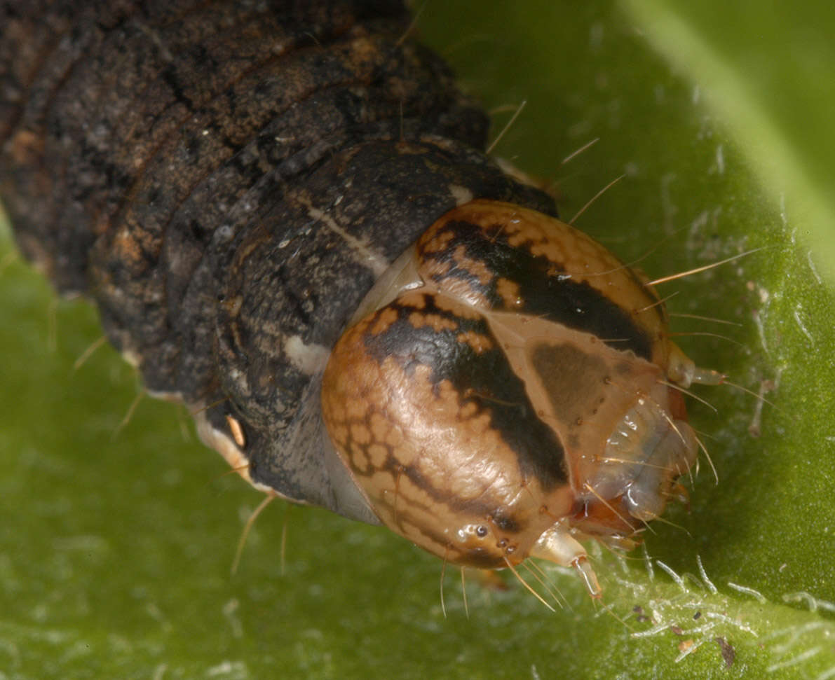 Image of Large Yellow Underwing