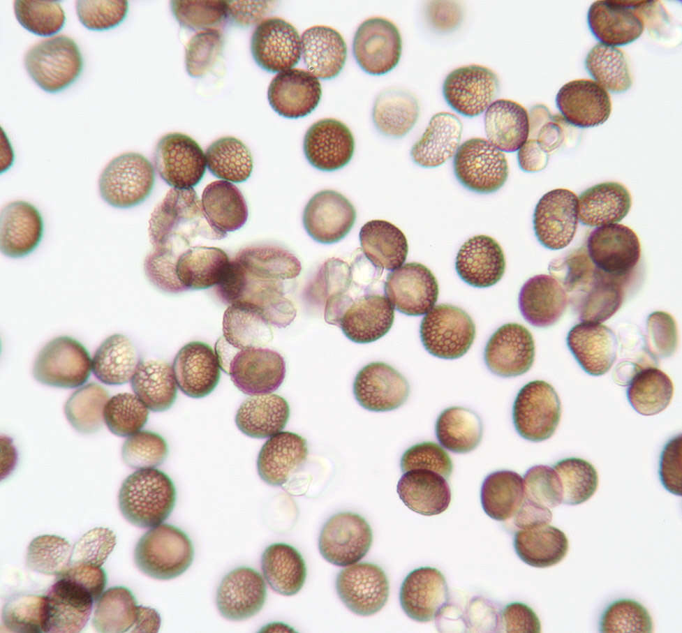 Microbotryum tragopogonis-pratensis (Pers.) R. Bauer & Oberw. 1997 resmi