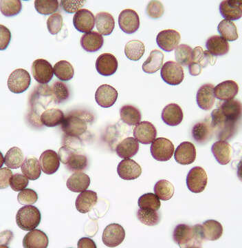 Microbotryum tragopogonis-pratensis (Pers.) R. Bauer & Oberw. 1997 resmi