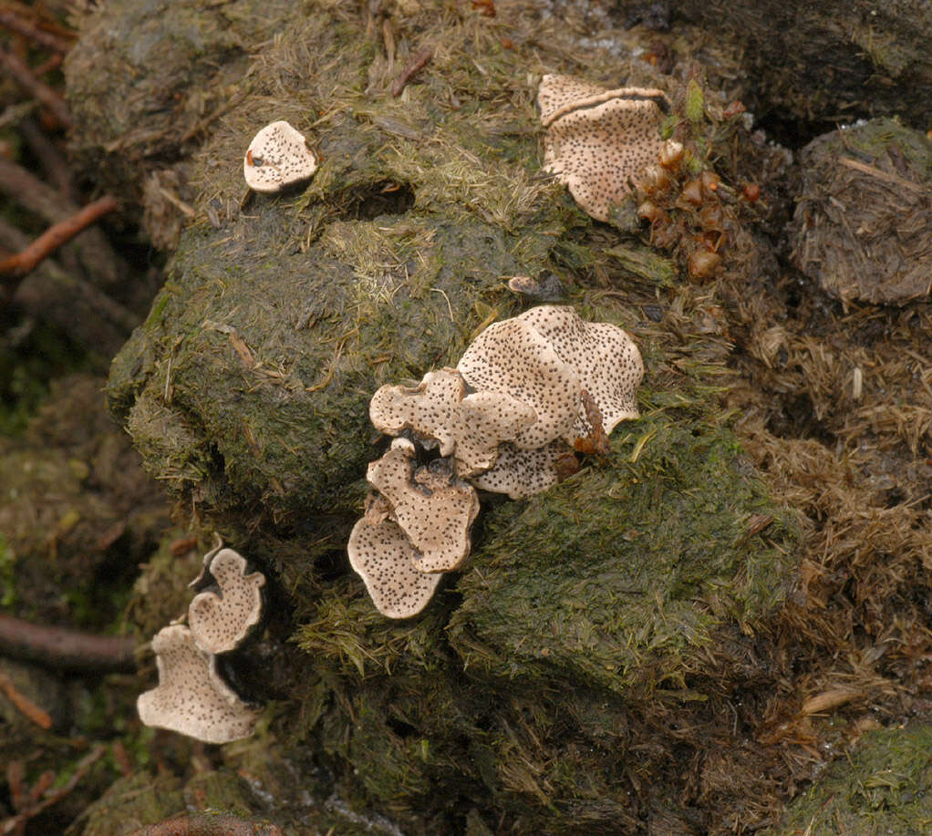 Image of Nail fungus