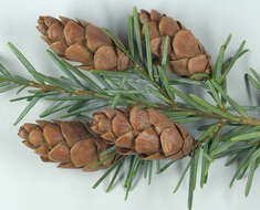 Image of western hemlock