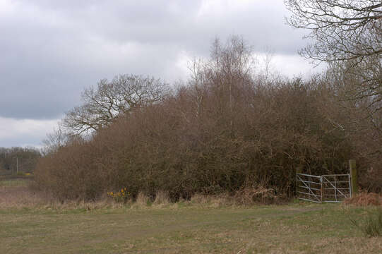 Image of Blackthorn