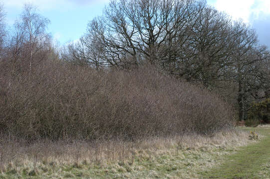 Image of Blackthorn