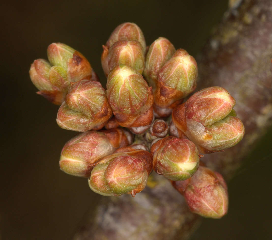 Image of Blackthorn