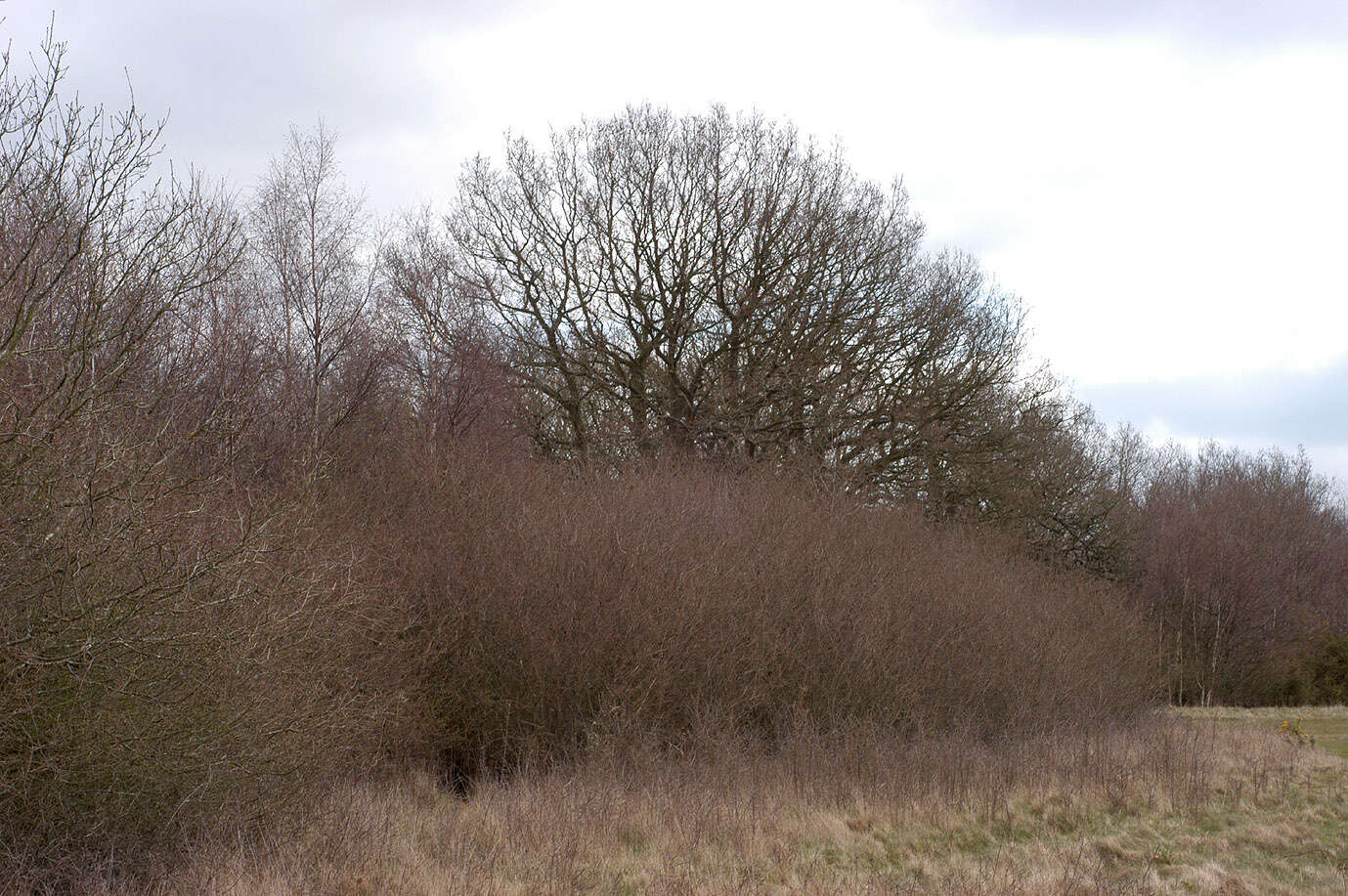 Image of Blackthorn