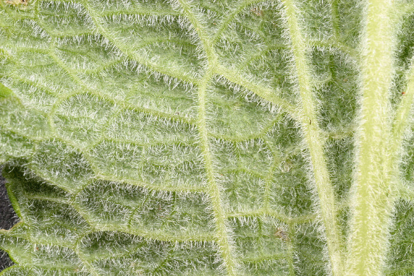 Imagem de Digitalis purpurea L.