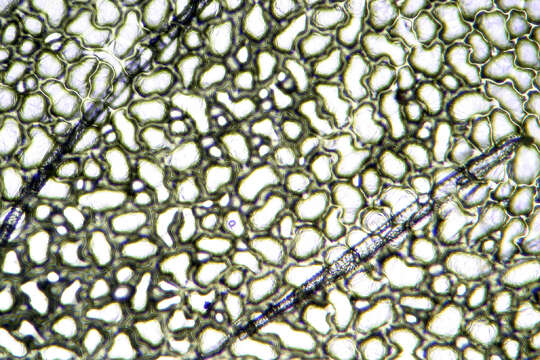 Imagem de Oxalis acetosella L.