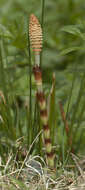 Image of Great Horsetail