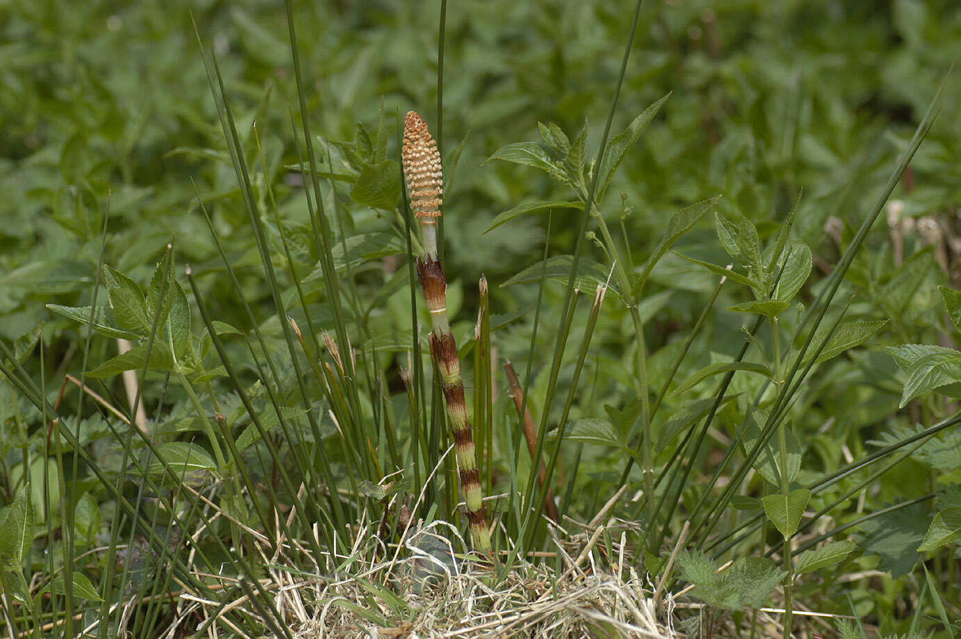 Image of Great Horsetail