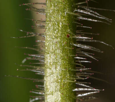 Image of Meadow Saxifrage