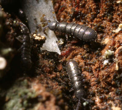 Image of Anurophorus laricis Nicolet & H 1842