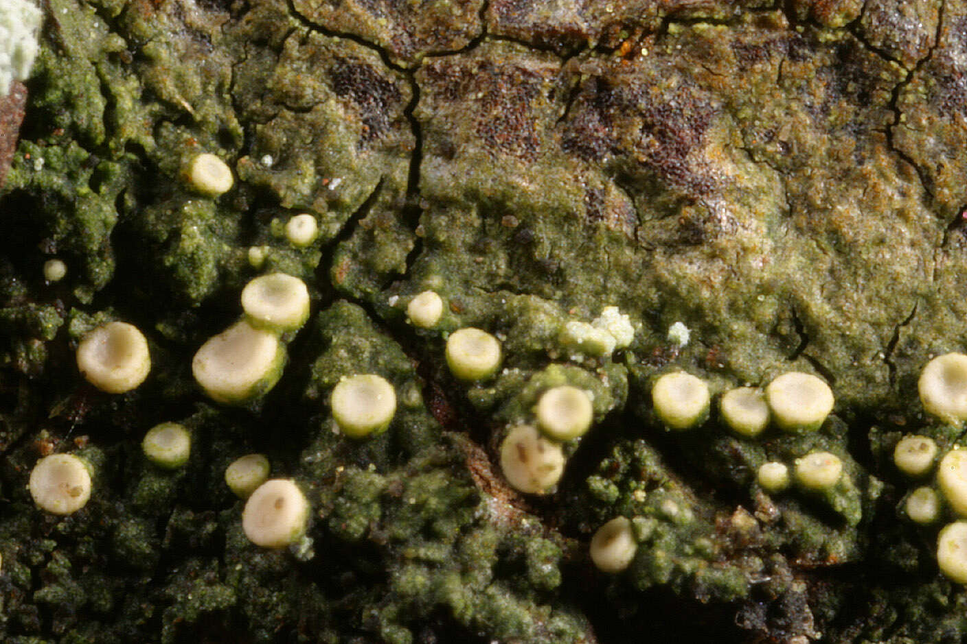 Image of dimerella lichen