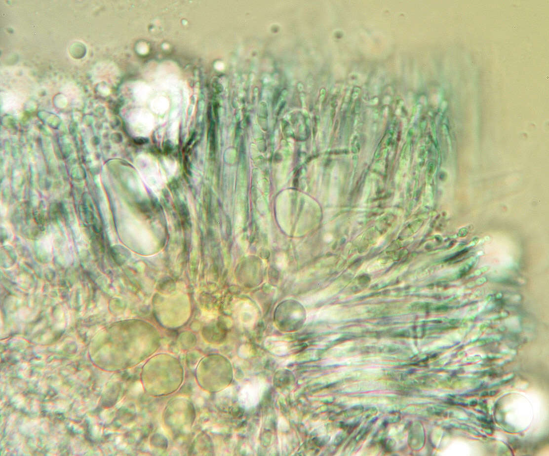 Image of dimerella lichen