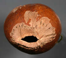 Image of Cobnut