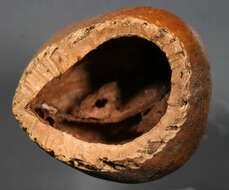 Image of Cobnut