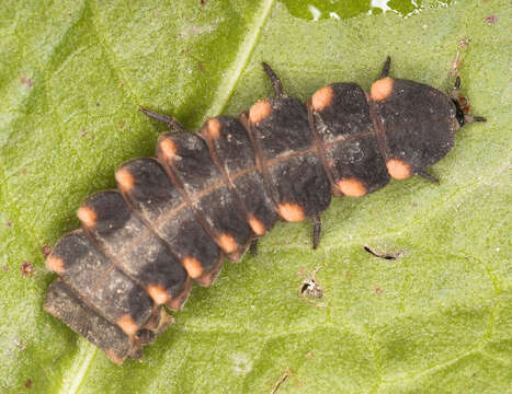 Image of common glow-worm