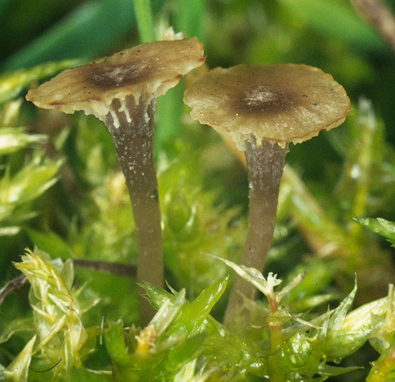 Image of Rickenella swartzii (Fr.) Kuyper 1984