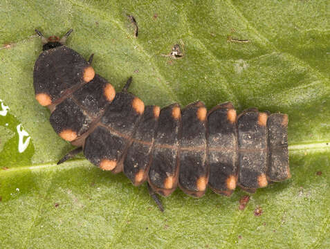 Image of common glow-worm