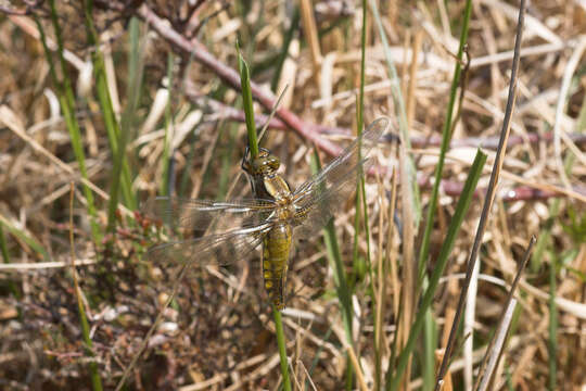 Image of Broad-bodied chaser