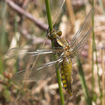 Image of Broad-bodied chaser