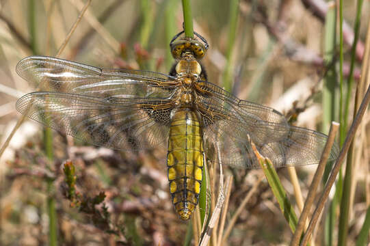 Image of Broad-bodied chaser