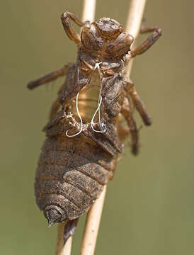 Image of Broad-bodied chaser