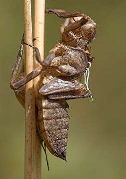 Image of Broad-bodied chaser