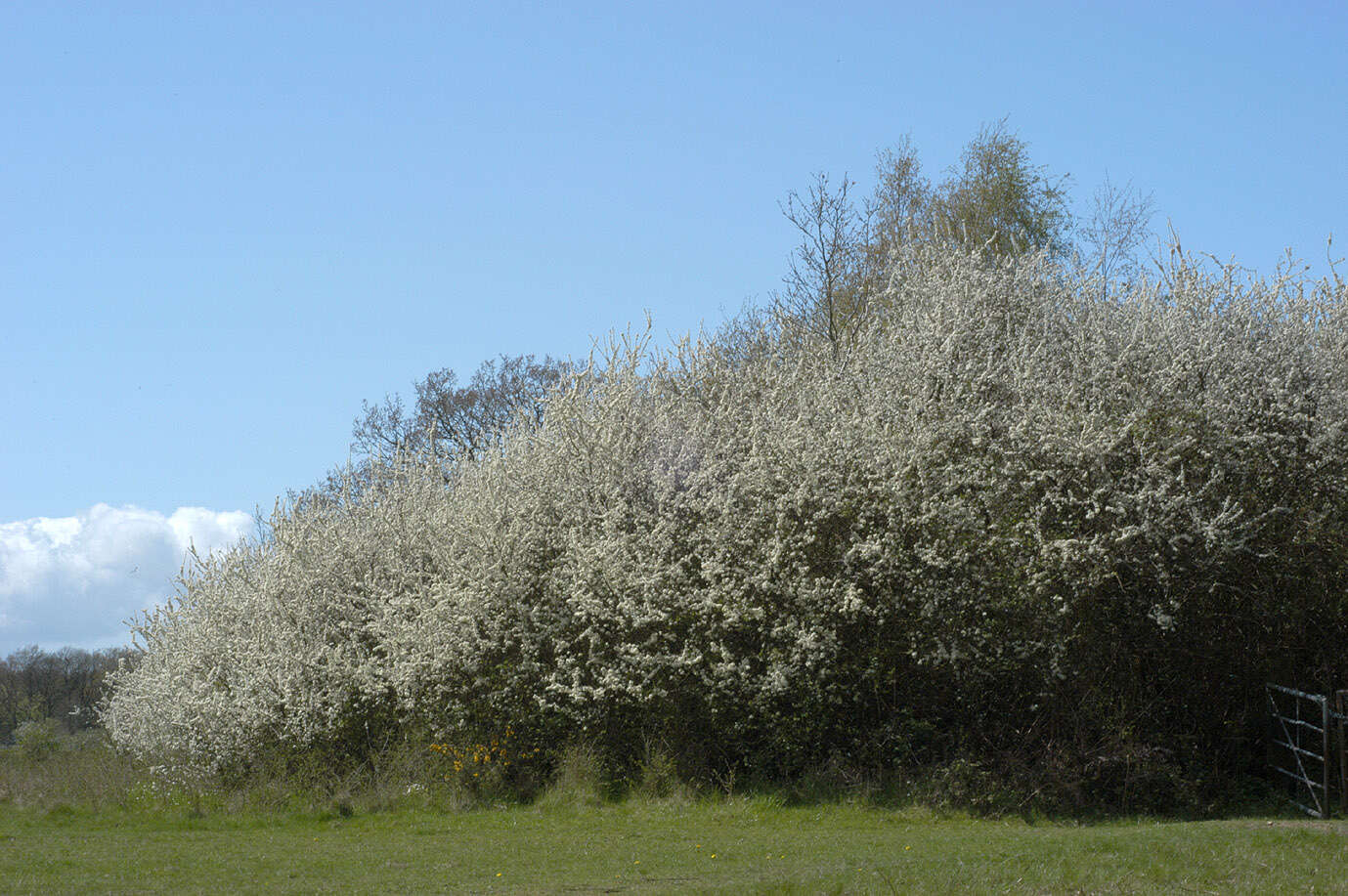 Image of Blackthorn