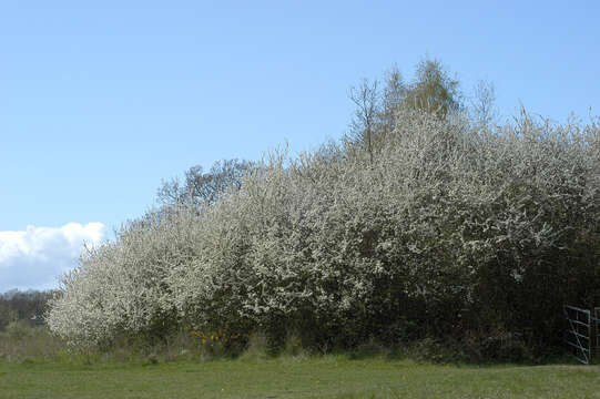 Image of Blackthorn