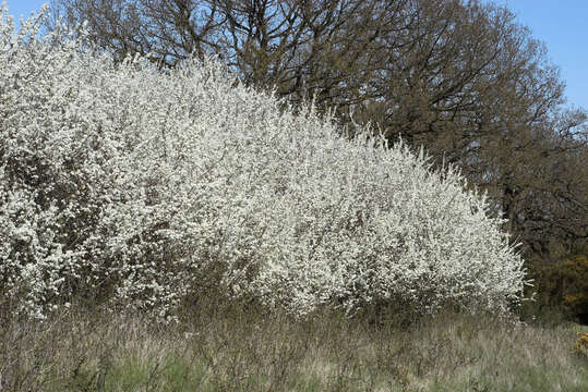 Image of Blackthorn