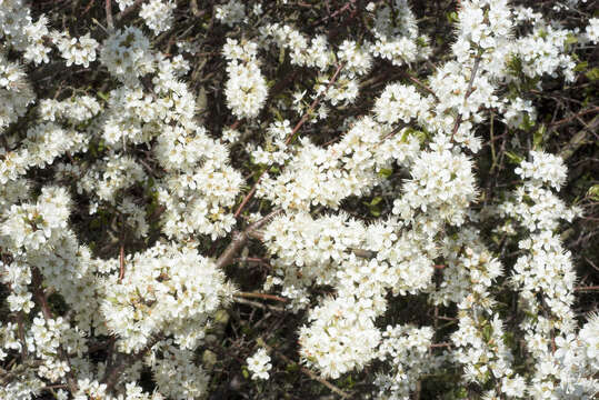 Image of Blackthorn