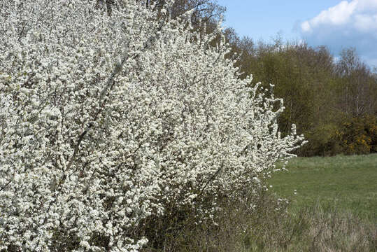 Image of Blackthorn