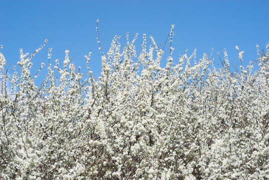 Image of Blackthorn