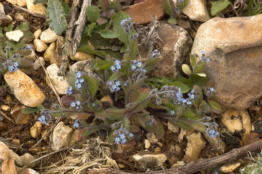 Image of Early Forget-me-not