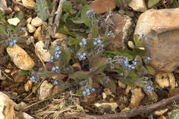 Image of Early Forget-me-not