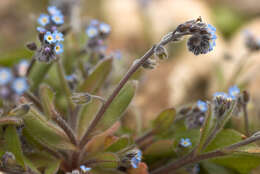 Image of Early Forget-me-not