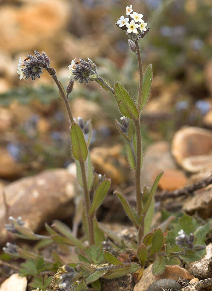 Image of changing forget-me-not