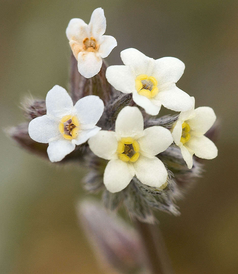 Image of changing forget-me-not