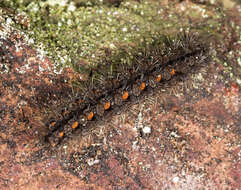 Image of scarce footman