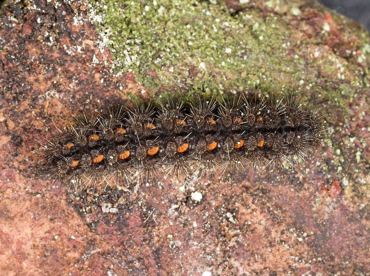 Image of scarce footman