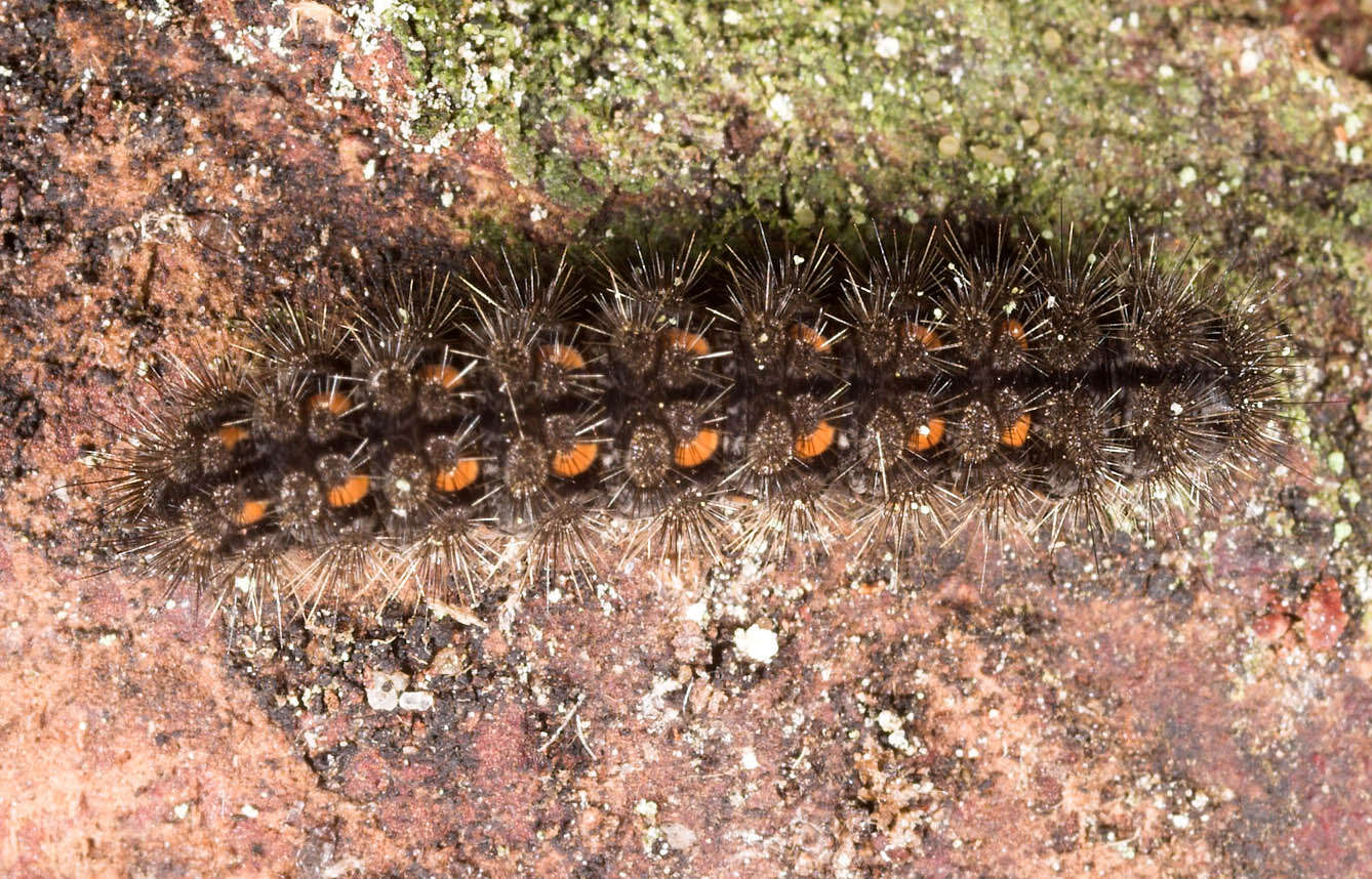 Image of scarce footman