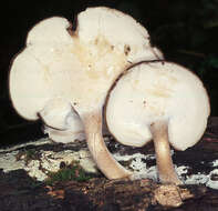 Image of Lentinus brumalis (Pers.) Zmitr. 2010