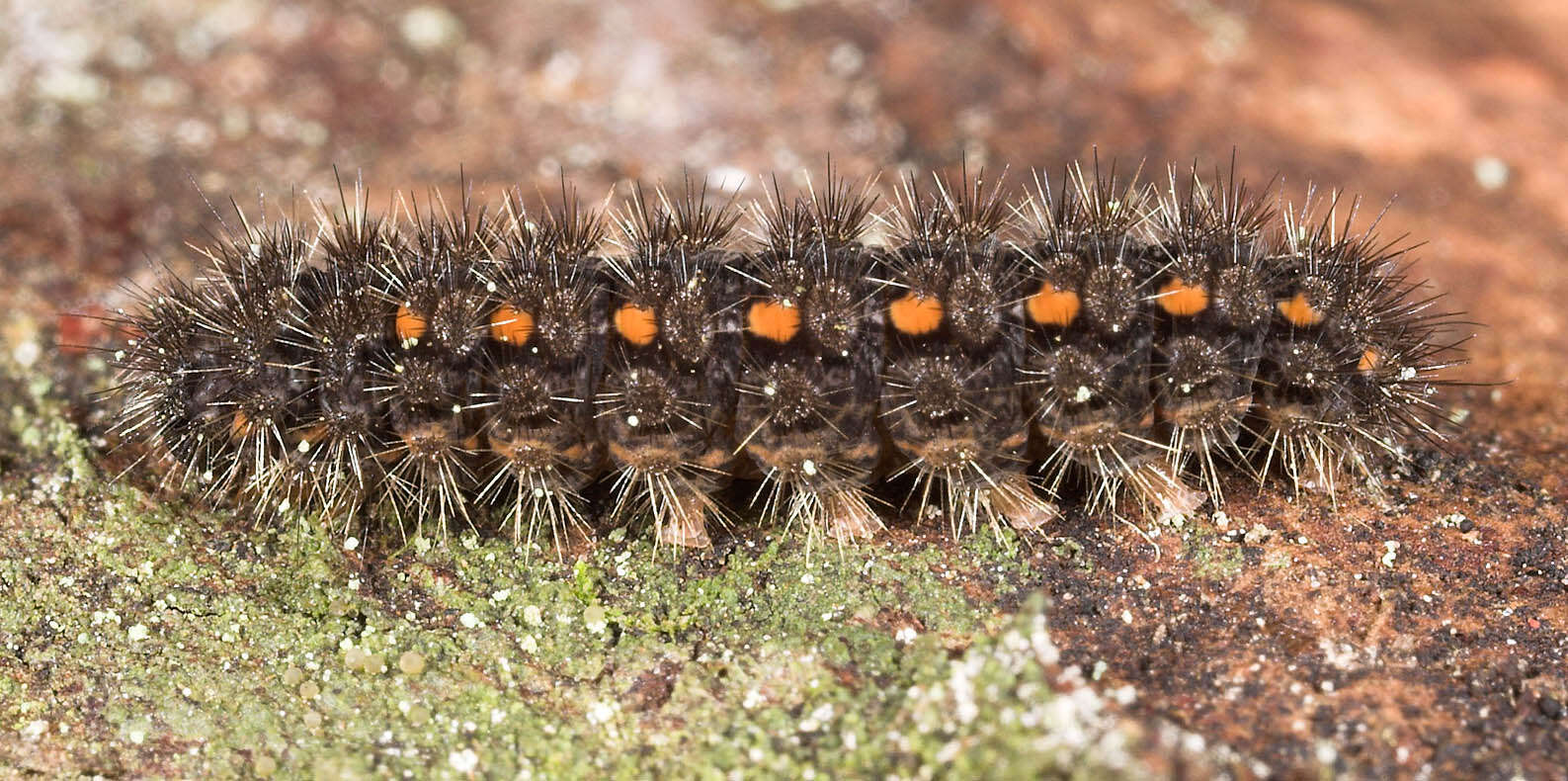 Image of scarce footman