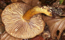 Image of Gas agaric