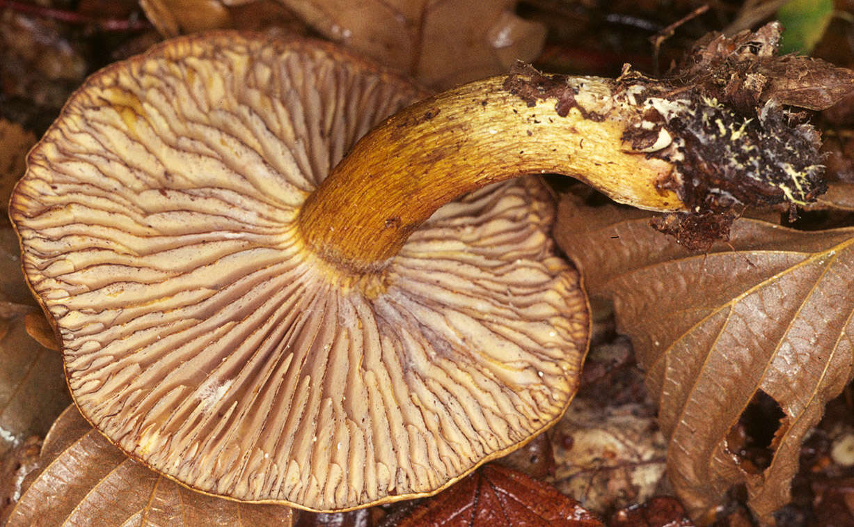 Image of Gas agaric