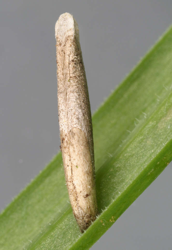 Image of Coleophora lithargyrinella Zeller 1849