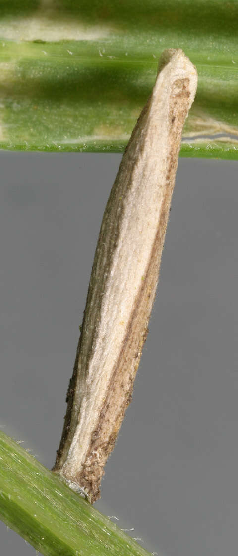 Imagem de Coleophora lithargyrinella Zeller 1849